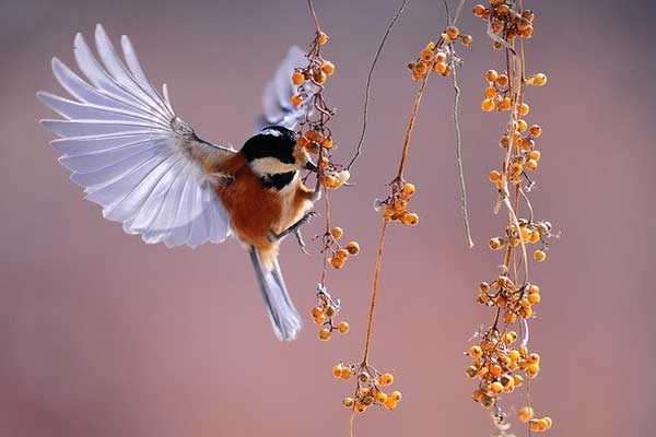 Ngọc Hoàng mở sổ phát lương: 3 con giáp đỏ cả tình lẫn tiền, tài lộc chảy vào nhà cuồn cuộn cuối 2022-2