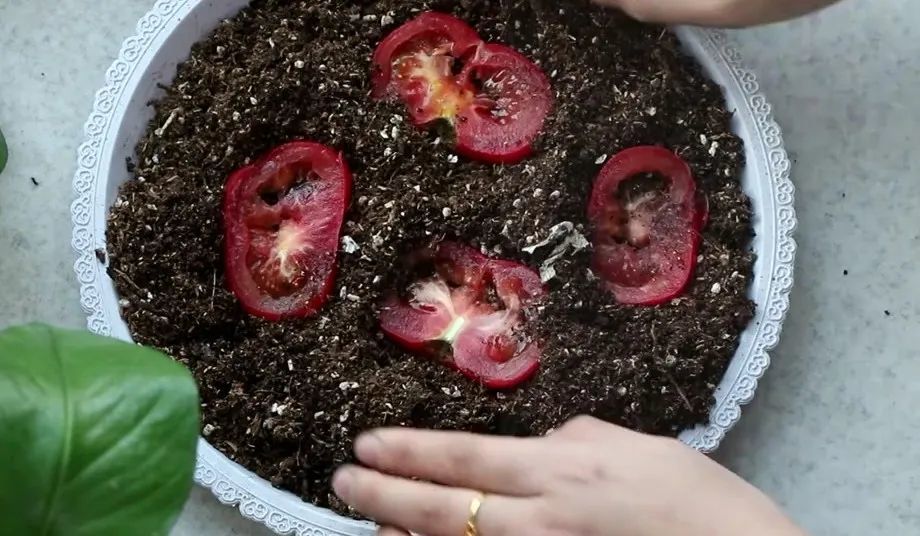 Đừng vội vứt cà chua thối đi, càng xấu lại càng có giá, nhiều người bỏ hoang phí mà không biết-4