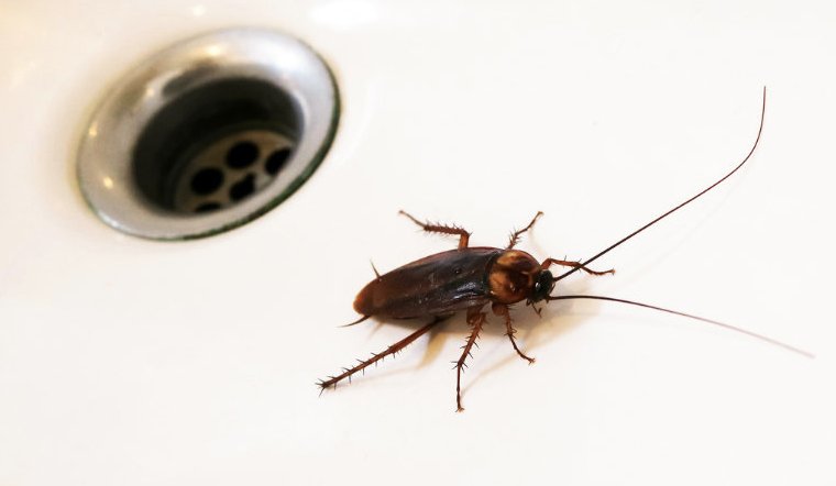 5 mẹo hay ngăn gián chui từ cống lên vào mùa mưa-2