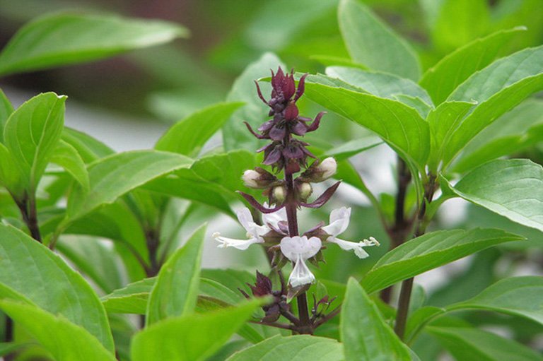 5 mẹo hay ngăn gián chui từ cống lên vào mùa mưa-5