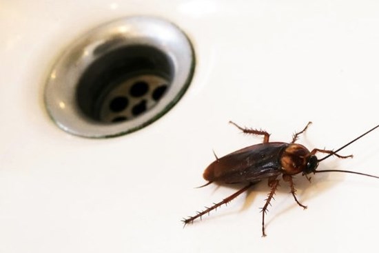 5 mẹo hay ngăn gián chui từ cống lên vào mùa mưa