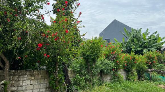 Khung cảnh ngôi nhà nhỏ ở quê thanh bình, rợp bóng cây của ca sĩ Hồ Quang 8-14