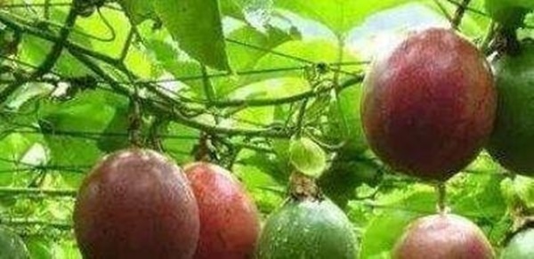 Những loại quả ‘thần kỳ’ giúp làm chậm quá trình lão hóa, hỗ trợ giảm cân-2