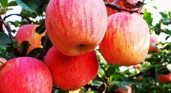 Những loại quả ‘thần kỳ’ giúp làm chậm quá trình lão hóa, hỗ trợ giảm cân-4