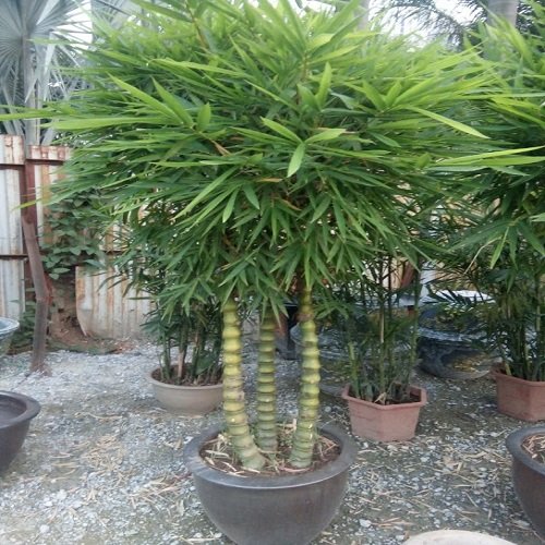 Tổ tiên dặn: 6 cây trồng trước cửa chiêu dụ tiền tài, lộc vào nhà dồi dào, vinh hoa phú quý đời đời-3