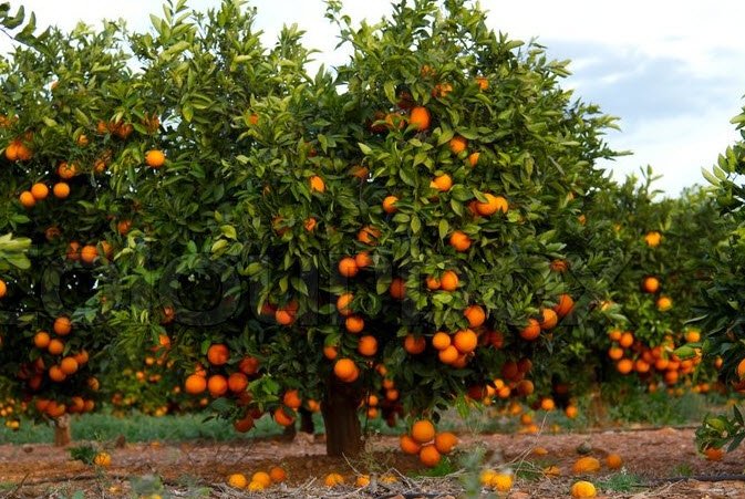 Tổ tiên dặn: 6 cây trồng trước cửa chiêu dụ tiền tài, lộc vào nhà dồi dào, vinh hoa phú quý đời đời-4