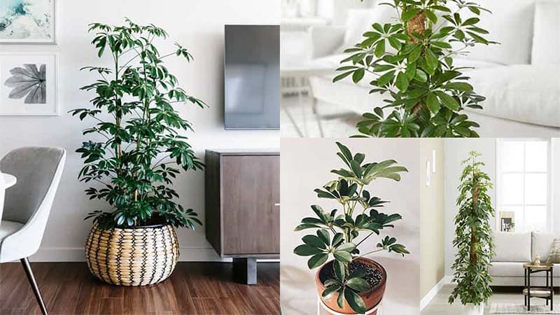 Tổ tiên dặn: 6 cây trồng trước cửa chiêu dụ tiền tài, lộc vào nhà dồi dào, vinh hoa phú quý đời đời-6