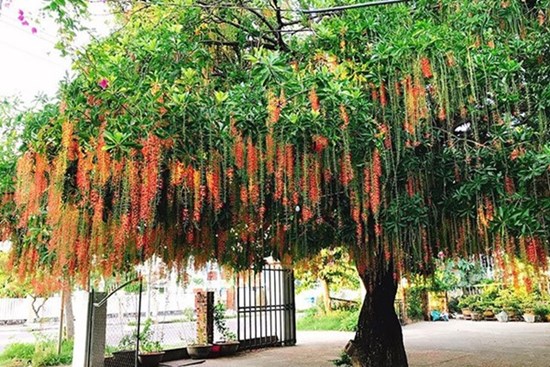 Tổ tiên dặn: 6 cây trồng trước cửa chiêu dụ tiền tài, lộc vào nhà dồi dào, vinh hoa phú quý đời đời