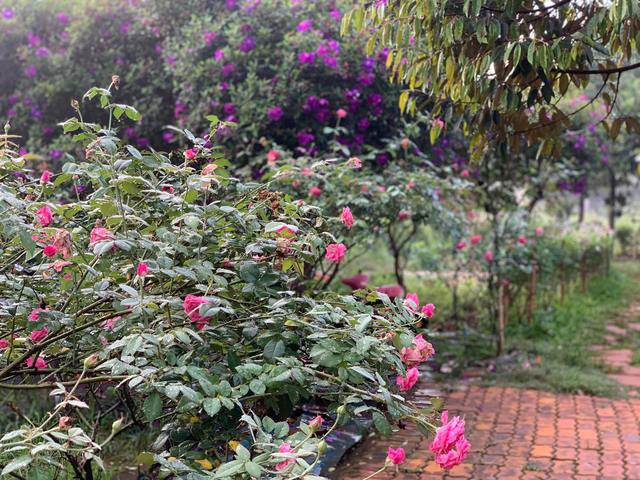 Vợ chồng ở TP. HCM tự tay cải tạo khu đất 7.400 m2, nhọc nhằn nhưng kết quả mãn nguyện-8