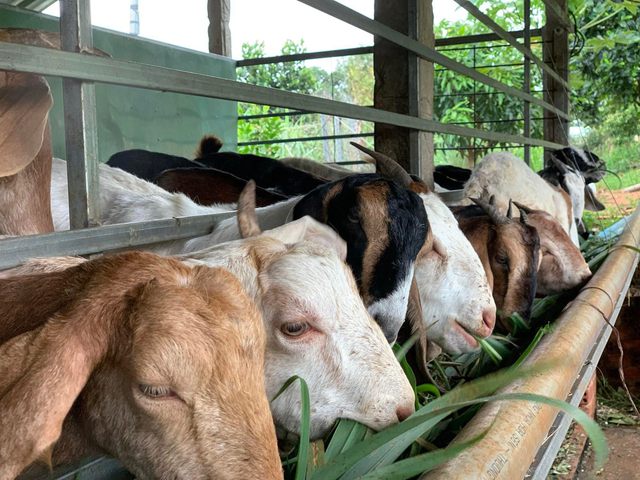 Vợ chồng ở TP. HCM tự tay cải tạo khu đất 7.400 m2, nhọc nhằn nhưng kết quả mãn nguyện-10