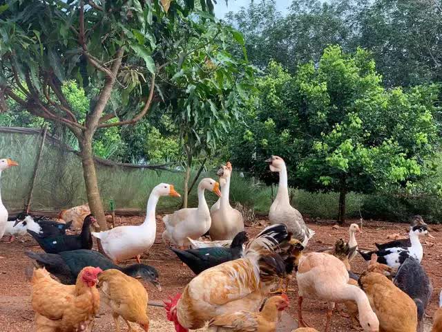 Vợ chồng ở TP. HCM tự tay cải tạo khu đất 7.400 m2, nhọc nhằn nhưng kết quả mãn nguyện-11