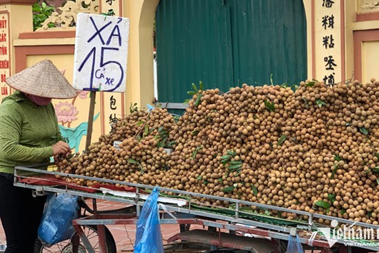 Nhãn ồ ạt xuống phố, giá rẻ bằng mớ rau muống