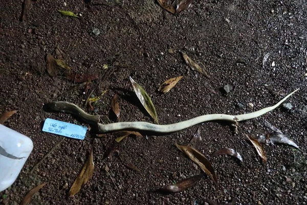 Vợ hoảng loạn khi thấy chồng tử vong trong phòng trọ-2