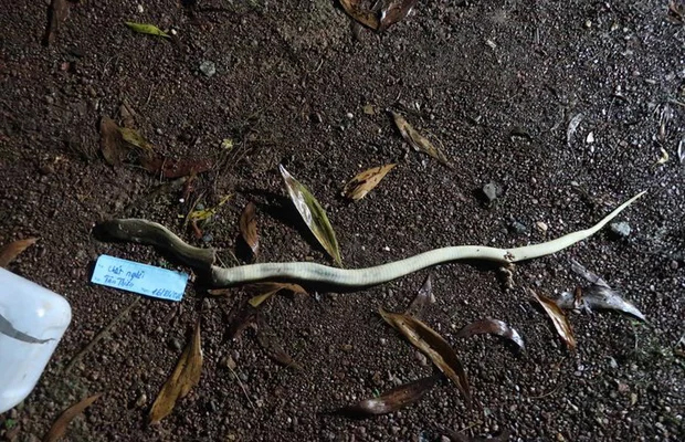 Kể chiến tích bắt rắn, 2 ngày sau người đàn ông tử vong-1