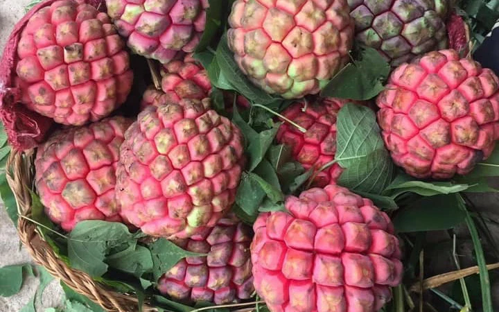 Điều đặc biệt của na ruột đỏ giá đắt gấp 3 lần chỉ ngửi không ăn” nhiều người săn lùng-1