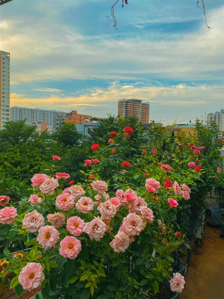 Khu vườn hoa hồng đẹp ngây ngất trên sân thượng ở TP HCM-4