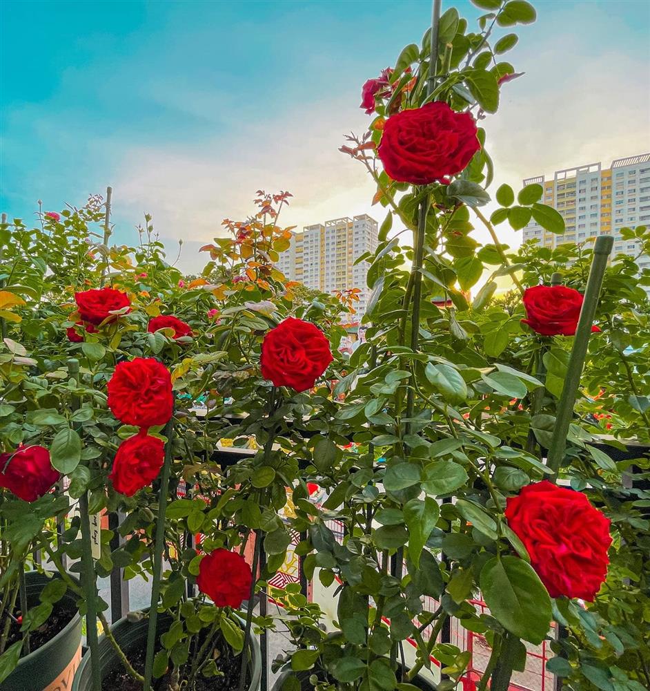 Khu vườn hoa hồng đẹp ngây ngất trên sân thượng ở TP HCM-5