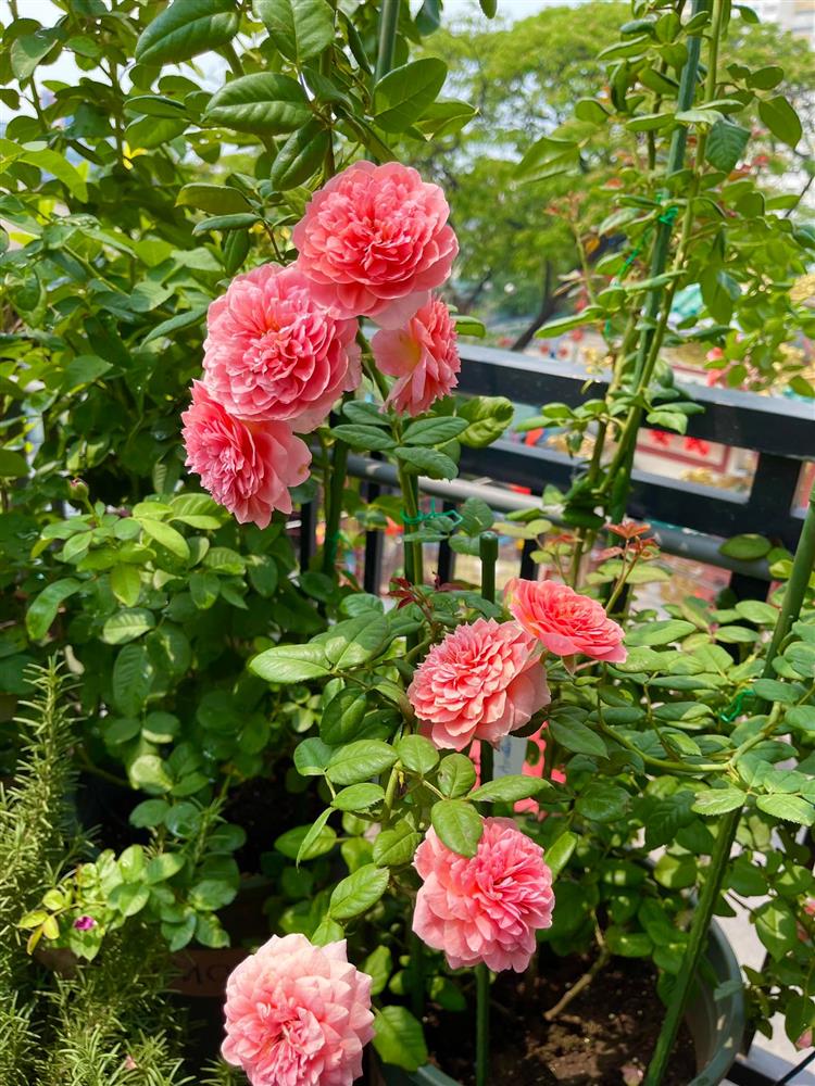Khu vườn hoa hồng đẹp ngây ngất trên sân thượng ở TP HCM-6