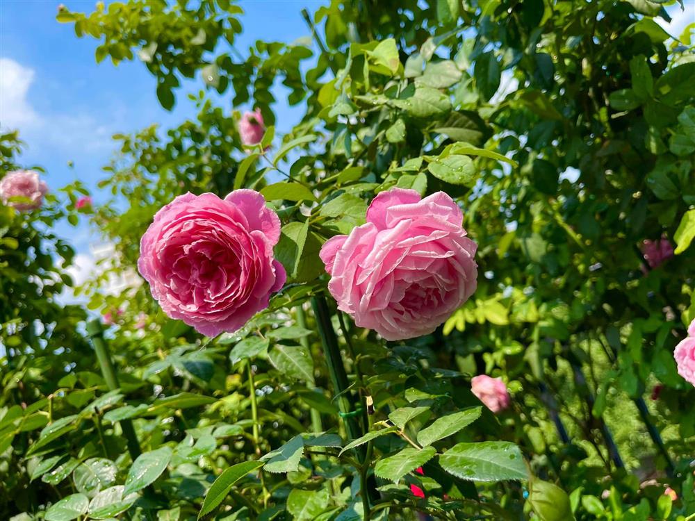 Khu vườn hoa hồng đẹp ngây ngất trên sân thượng ở TP HCM-7