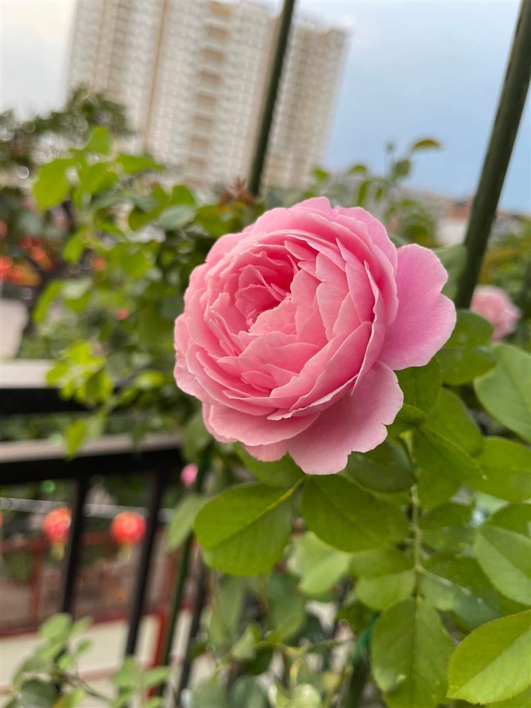 Khu vườn hoa hồng đẹp ngây ngất trên sân thượng ở TP HCM-8