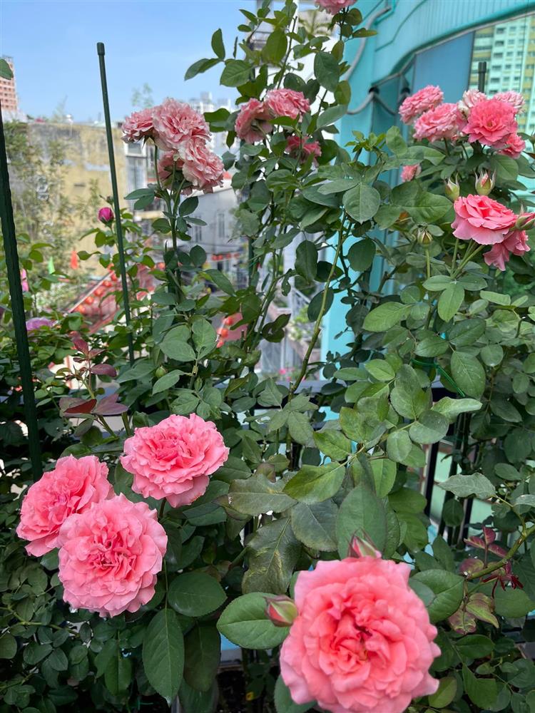 Khu vườn hoa hồng đẹp ngây ngất trên sân thượng ở TP HCM-9