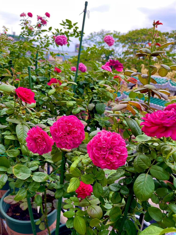 Khu vườn hoa hồng đẹp ngây ngất trên sân thượng ở TP HCM-10