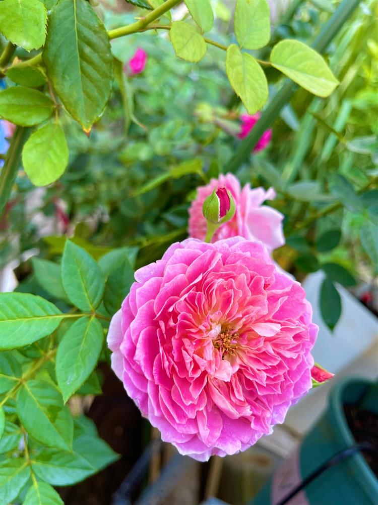 Khu vườn hoa hồng đẹp ngây ngất trên sân thượng ở TP HCM-11