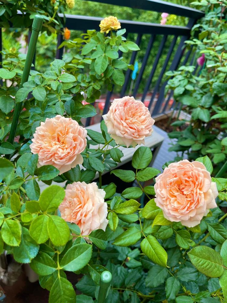 Khu vườn hoa hồng đẹp ngây ngất trên sân thượng ở TP HCM-12