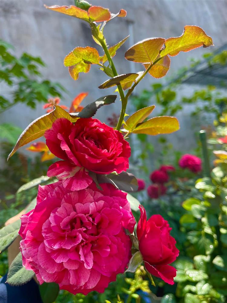 Khu vườn hoa hồng đẹp ngây ngất trên sân thượng ở TP HCM-13