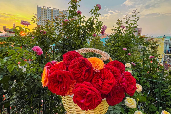 Khu vườn trĩu quả của danh ca Chế Linh tại Canada-8