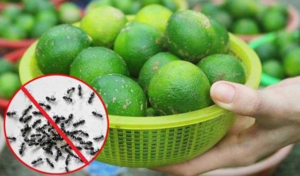 Mẹo diệt kiến hiệu quả không dùng hóa chất-1