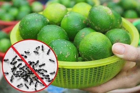 Mẹo diệt kiến hiệu quả không dùng hóa chất