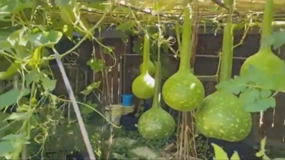 Khu vườn trĩu quả của danh ca Chế Linh tại Canada-5