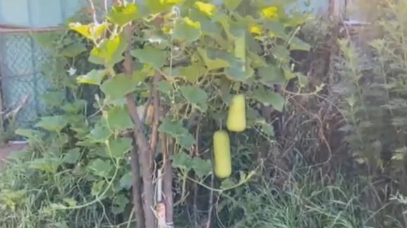 Khu vườn trĩu quả của danh ca Chế Linh tại Canada-6