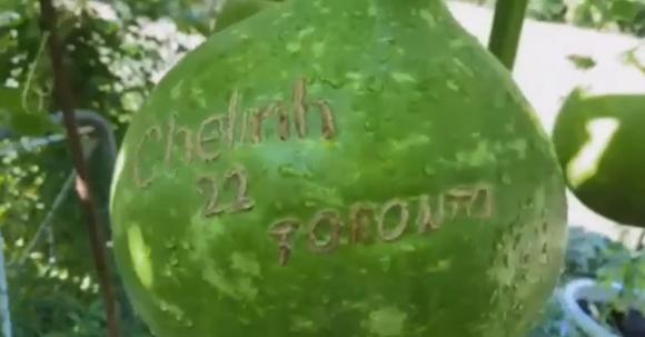 Khu vườn trĩu quả của danh ca Chế Linh tại Canada-7