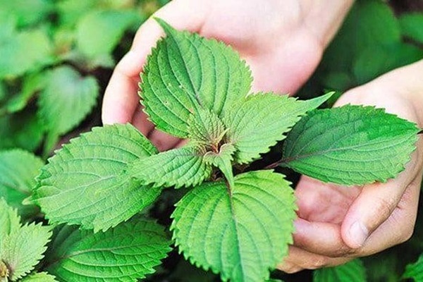 Loại rau được coi là thuốc quý tại Nhật, Việt Nam bán rẻ bèo, nhưng không phải ai cũng dùng được-1