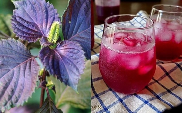 Loại rau được coi là thuốc quý tại Nhật, Việt Nam bán rẻ bèo, nhưng không phải ai cũng dùng được-2