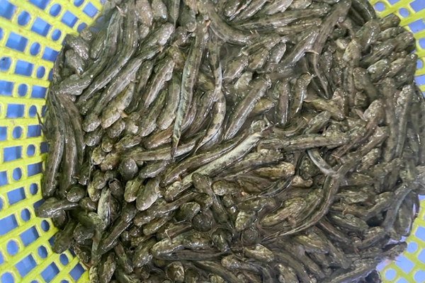 Loại cá bé bằng đầu ngón tay tăng giá cao dịp Tết, dân buôn ngày bán vài tạ-3