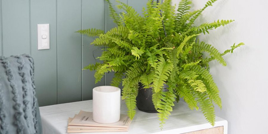 6 loại cây đặt trong phòng tắm giúp thanh lọc không khí, khử mùi hôi hiệu quả-2