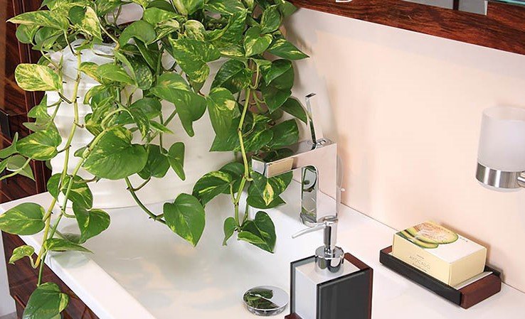 6 loại cây đặt trong phòng tắm giúp thanh lọc không khí, khử mùi hôi hiệu quả-4