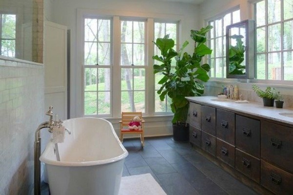 5 loại cây trồng trong nhà giúp thu hút quý nhân, thúc đẩy tài lộc-6