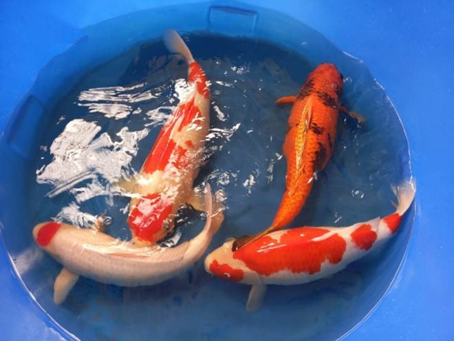 Kiếm tiền tỷ mỗi năm nhờ nuôi loại cá phong thủy-2