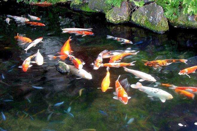 Kiếm tiền tỷ mỗi năm nhờ nuôi loại cá phong thủy-3