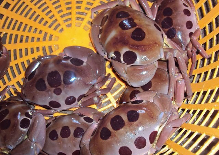 Loại cua lạ chỉ có ở Bình Thuận, vô cùng khan hiếm, 500.000/kg khách tranh nhau mua-3