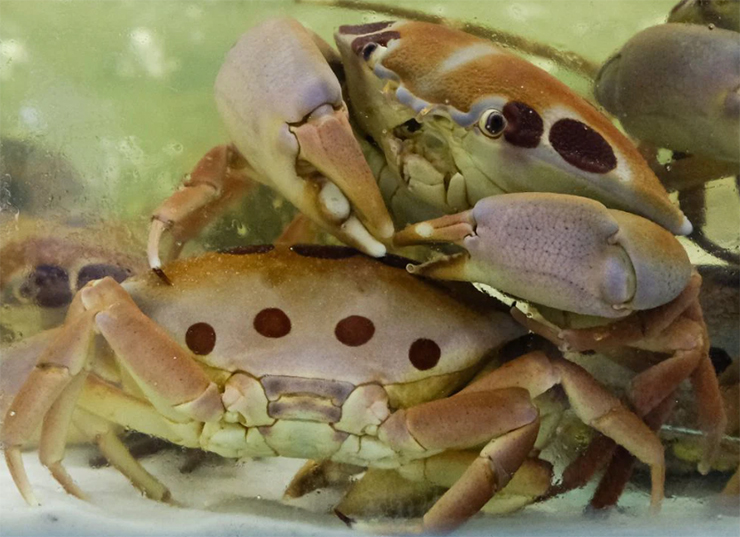 Loại cua lạ chỉ có ở Bình Thuận, vô cùng khan hiếm, 500.000/kg khách tranh nhau mua-5