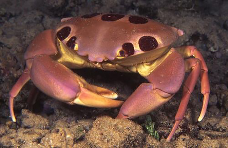 Loại cua lạ chỉ có ở Bình Thuận, vô cùng khan hiếm, 500.000/kg khách tranh nhau mua-6