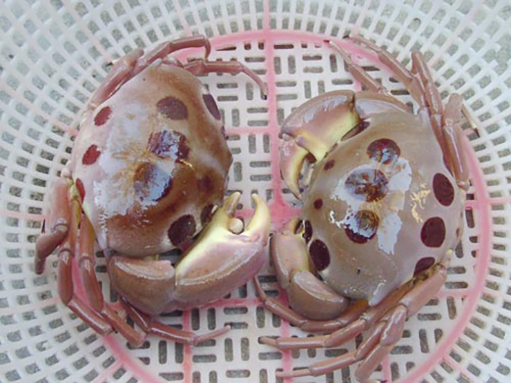 Loại cua lạ chỉ có ở Bình Thuận, vô cùng khan hiếm, 500.000/kg khách tranh nhau mua-7