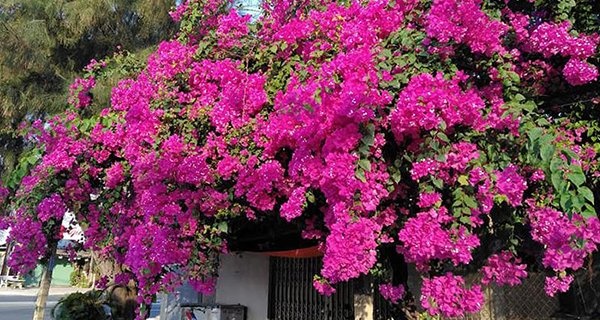 Tưới thứ gia vị này vào đất, hoa giấy không bao giờ vàng lá, hoa nở rộ quanh năm-1