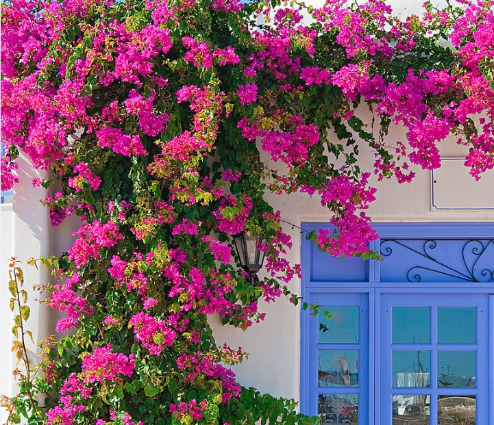 Tưới thứ gia vị này vào đất, hoa giấy không bao giờ vàng lá, hoa nở rộ quanh năm-3