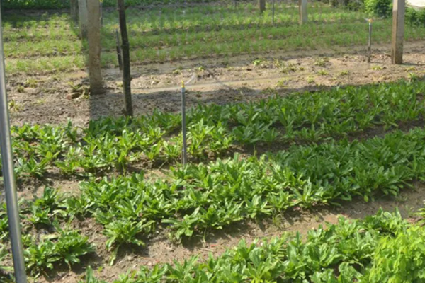 Người phụ nữ tử vong ở Bắc Giang: Nghi do trúng đạn lạc từ trường bắn-2